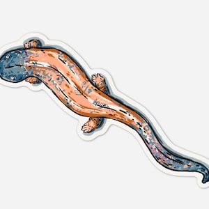 May include: A stylized illustration of a salamander with a blue and orange patterned body. The salamander is swimming in a light blue water.