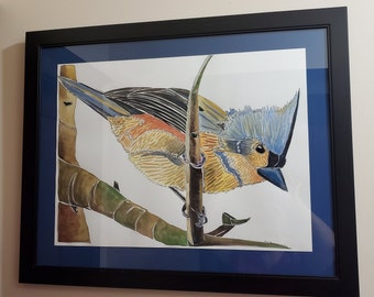 Toutinegra Cerulean - Pintura em aquarela elegante emoldurada