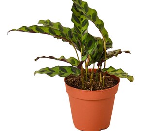 Calathea Rattlesnake Houseplant