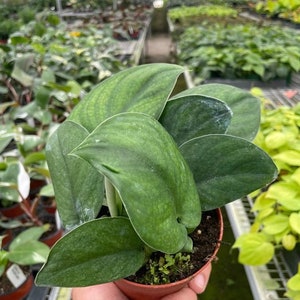 Pothos ' Jade Satin' Houseplant image 2