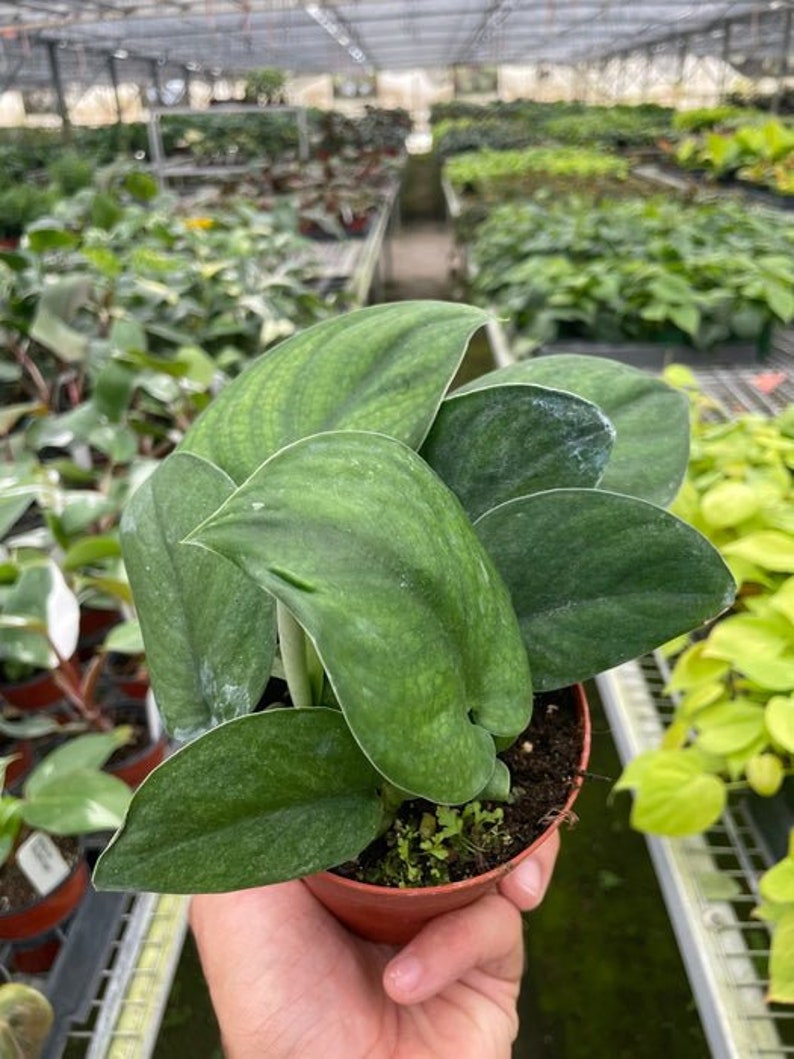 Pothos ' Jade Satin' Houseplant image 2