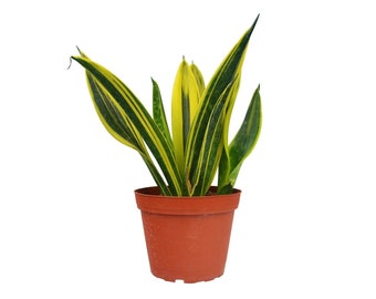 Sansevieria Snake Plant ' Gold Flame' Houseplant