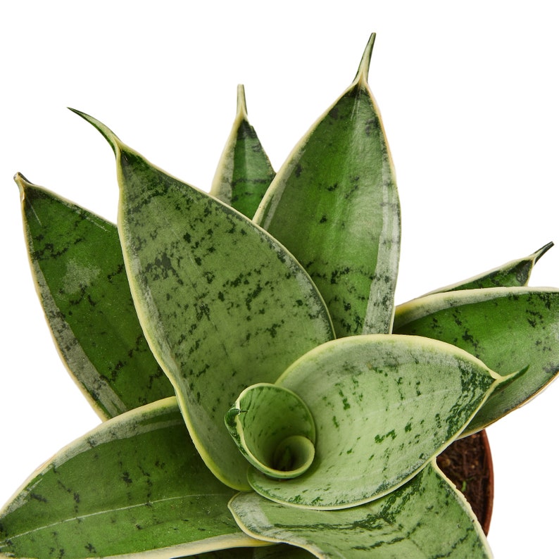 theZenSucculent Sansevieria Snake Plant