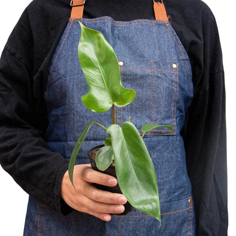 The Zen Succulent Philodendron Florida Green Houseplant - Thumbnail 3