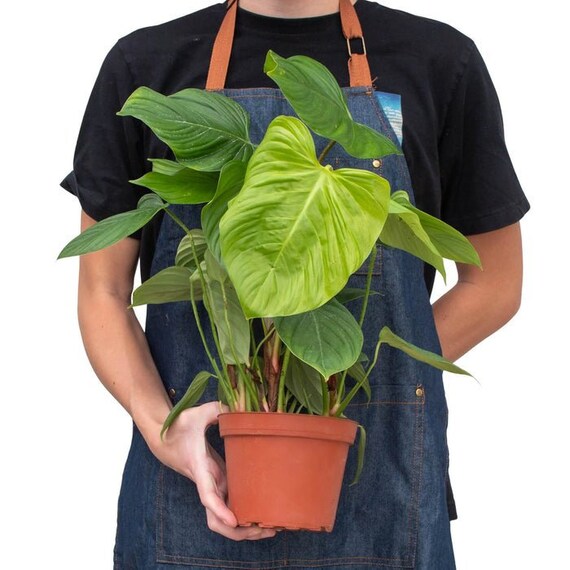 philodendron dngen Purgrn Philodendron-Dnger 1 Liter