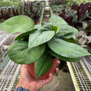 Pothos ' Jade Satin' Houseplant image 1