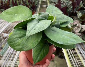 Pothos  ' Jade Satin'  Houseplant