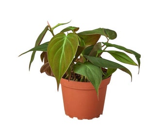 Philodendron 'Velvet' Houseplant