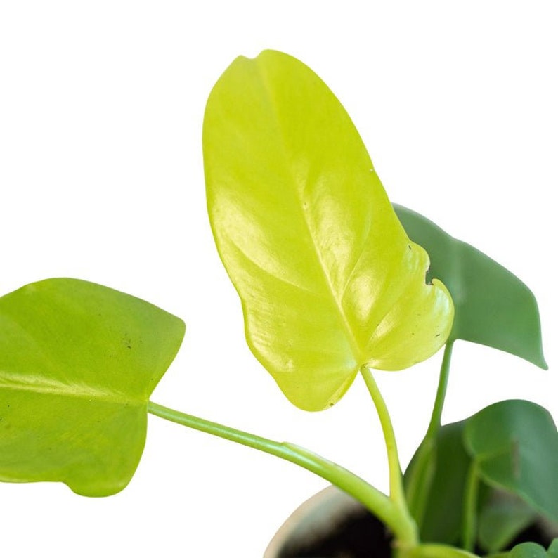 The Zen Succulent Philodendron Violin Houseplant