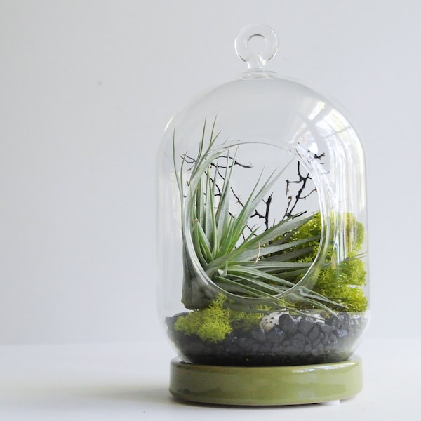 TOP SELLER Green Fan Tabletop / Hanging Air Plant Terrarium - Air Plant, Tillandsia, Living Home Decor, Gift, Hanging Terrarium, Reindeer