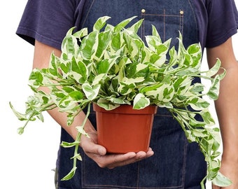 Pothos  'N'Joy'  Houseplant