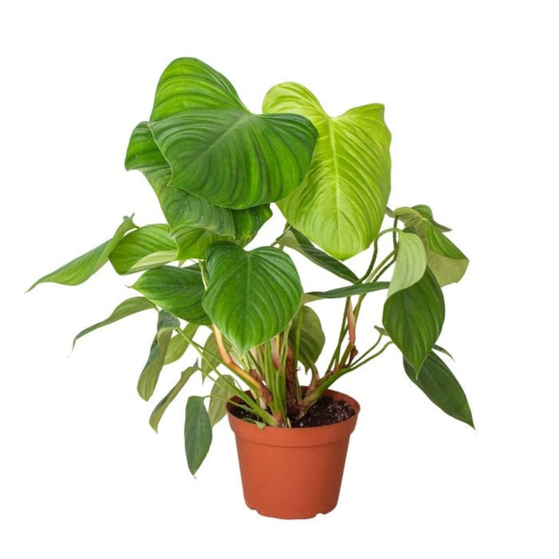 The Zen Succulent Philodendron Fuzzy Petiole Houseplant