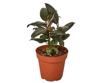 Ficus Elastica 'Burgundy' Houseplant