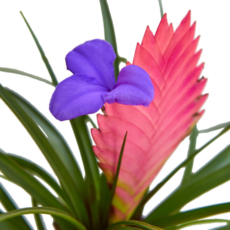 The Zen Succulent Bromeliad Cyanea Houseplant - Thumbnail 2