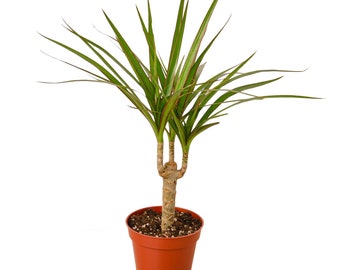 Dracaena &#39;Marginata Cane&#39;  Houseplant