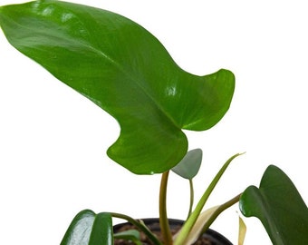 Philodendron  'Florida Green' Houseplant