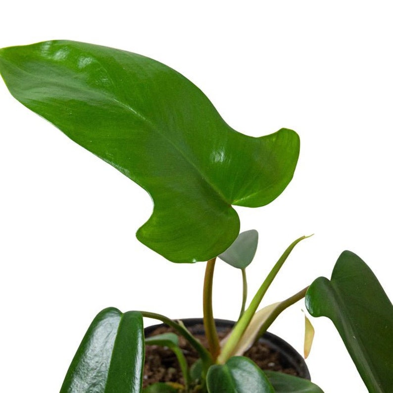 The Zen Succulent Philodendron Florida Green Houseplant - Thumbnail 2