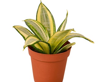 Sansevieria Snake Plant &#39;Gold Hahnii&#39; Houseplant