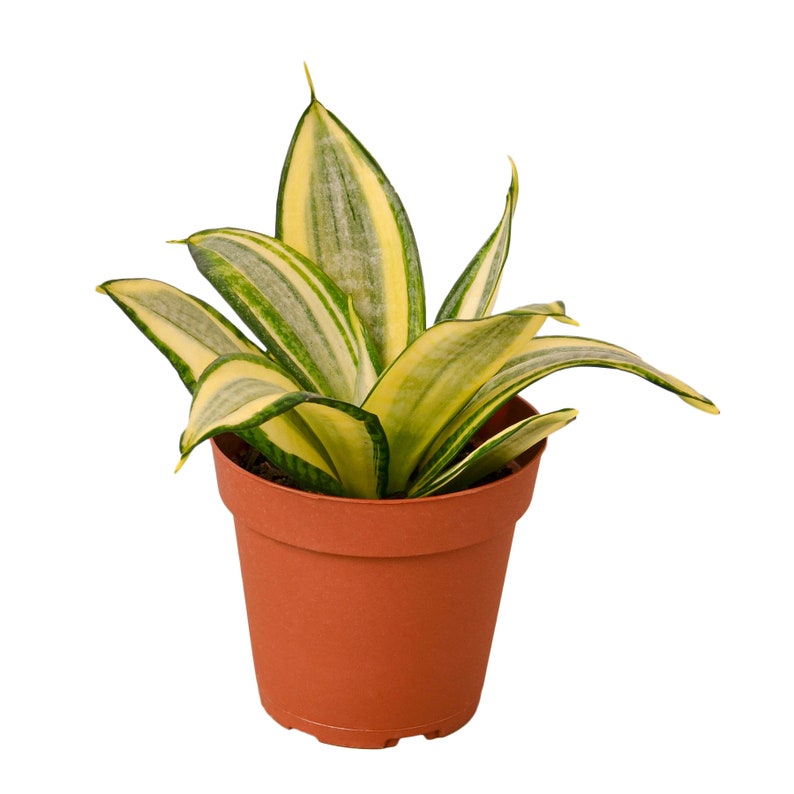 Sansevieria Snake Plant 'Gold Hahnii' Houseplant image 1