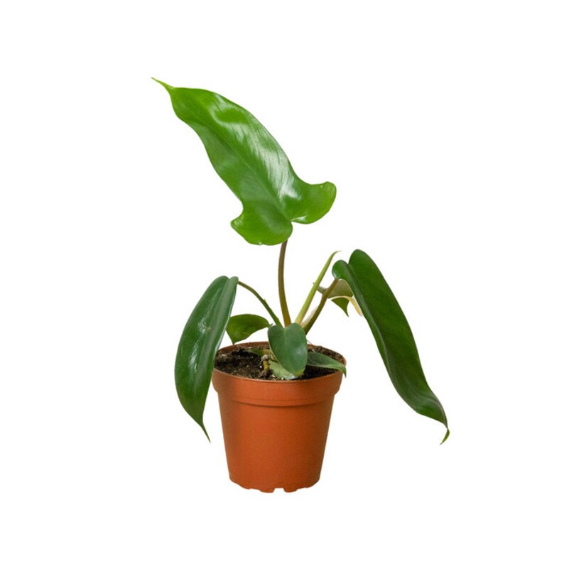 The Zen Succulent Philodendron Florida Green Houseplant