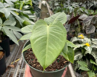 Anthurium Veitchii Rare Houseplant