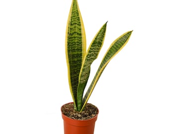 Sansevieria Snake Plant 'Laurentii' Houseplant