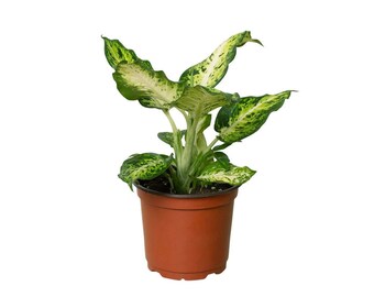 Dieffenbachia 'Amy' Houseplant