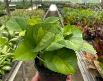 Pothos  'Global Green'  Houseplant