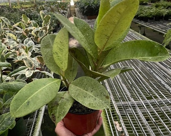 Ficus Shivereana 'Moonshine' Houseplant