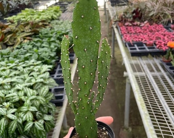 Opuntia monacantha 'Prickly Pear' Cactus Houseplant