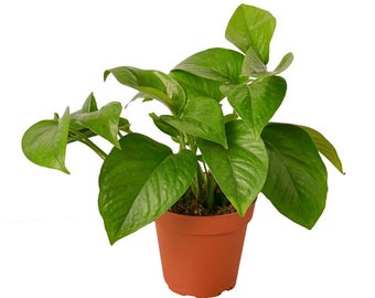 Pothos  'Green Queen'  Houseplant