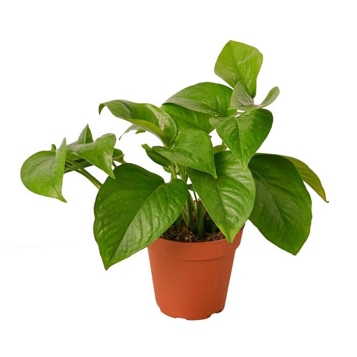 Pothos  'Green Queen'  Houseplant