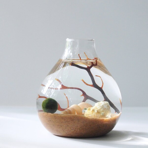 The Natural Aqua Terrarium  - Marimo Ball, Japanese Moss Ball, Living Home Decor, Gift, Plant, Sea Fan, Sand, Urchin Shell, Glass Vase