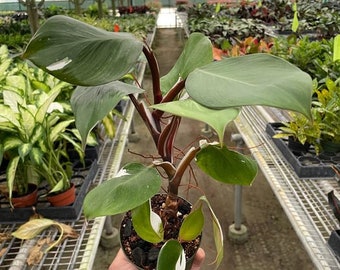 Philodendron  'White Knight'' Houseplant