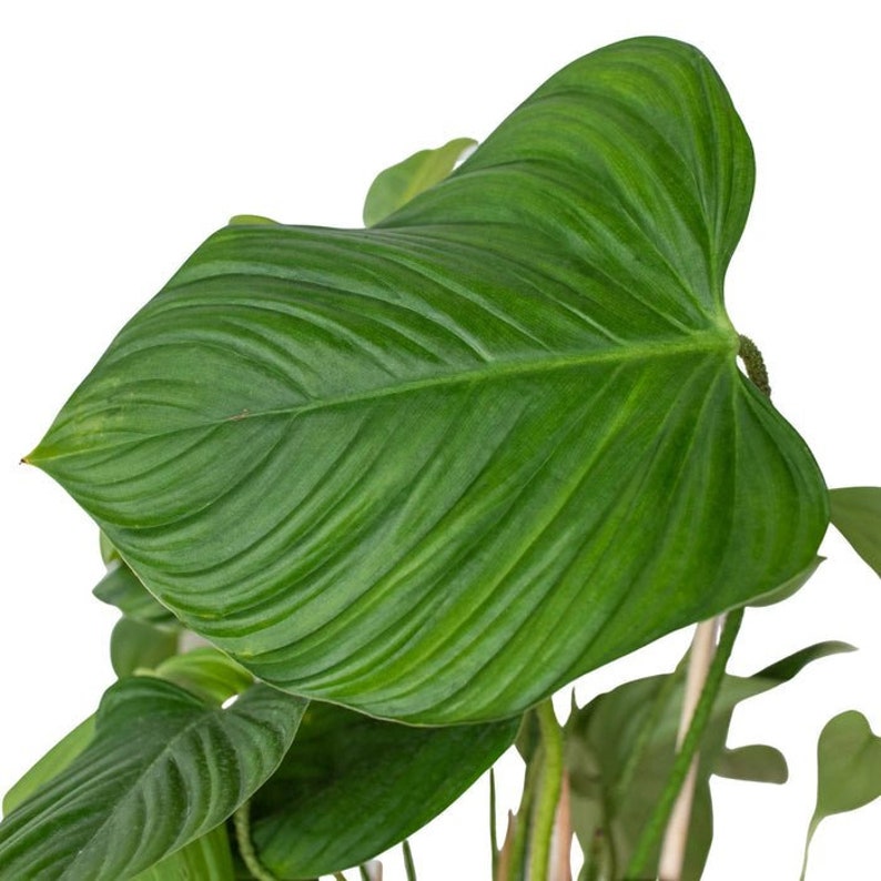 The Zen Succulent Philodendron Fuzzy Petiole Houseplant - Thumbnail 2