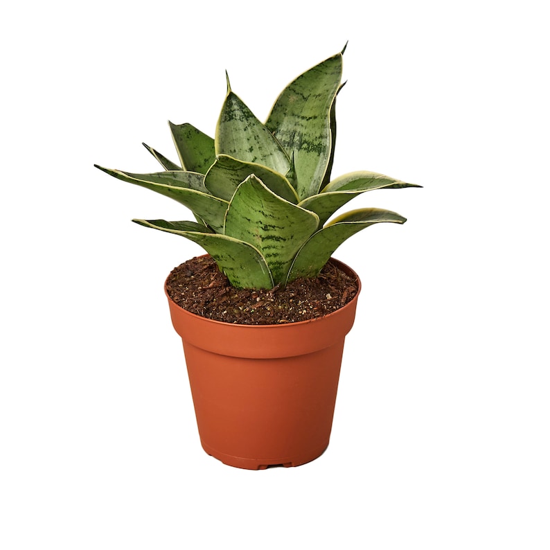 theZenSucculent Sansevieria Snake Plant - Thumbnail 2