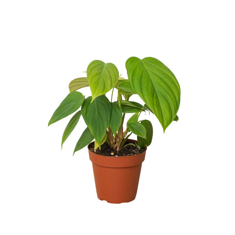 The Zen Succulent Philodendron Fuzzy Petiole Houseplant - Thumbnail 3