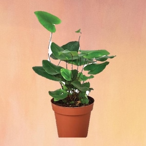 Heart Fern – Kangaroo Foot Microsorum diversifolium, Glossy Green Fern, Perfect Indoor Plant, Non-Toxic
