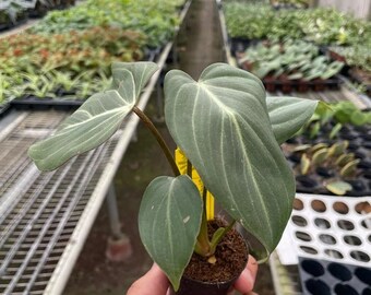 Philodendron Gloriosum 'Zebra' Houseplant