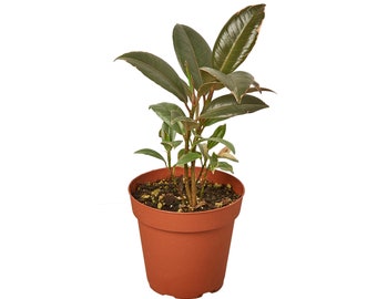 Ficus Elastica 'Tineke' Houseplant