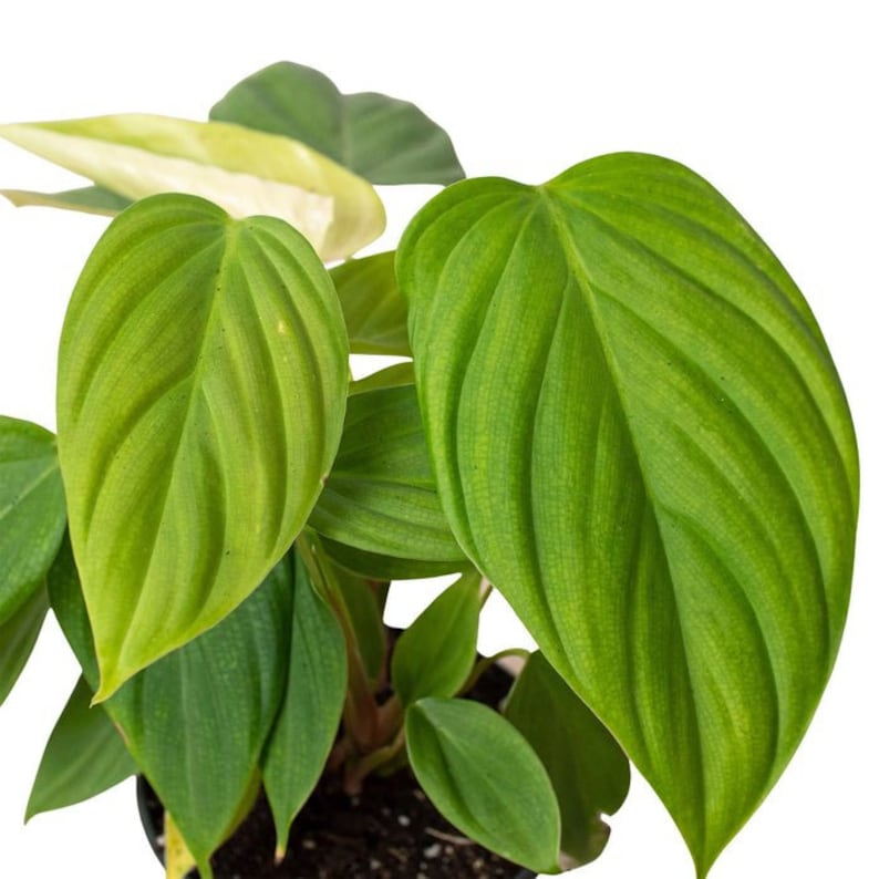 The Zen Succulent Philodendron Fuzzy Petiole Houseplant - Thumbnail 4