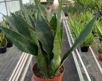 Sansevieria Snake Plant 'Jaboa' Houseplant