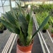 see more listings in the Tropical Plants section