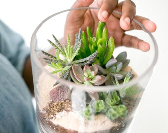 Signature Colorful Succulent Terrarium Kit - 6 Inch Container Size