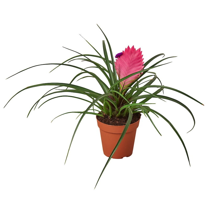 The Zen Succulent Bromeliad Cyanea Houseplant
