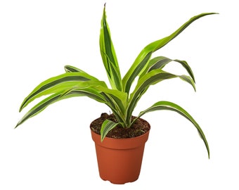 Dracaena 'Lemon Surprise'  Houseplant