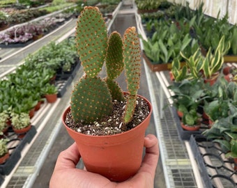 Opuntia Microdasys 'Bunny Ear Cactus' - Cactus Houseplant