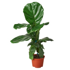 May include: A potted fiddle leaf fig plant with large, green leaves. The plant is in a brown plastic pot.
