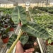 see more listings in the Rare Houseplants section