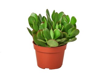 Jade Crassula Succulent Plant